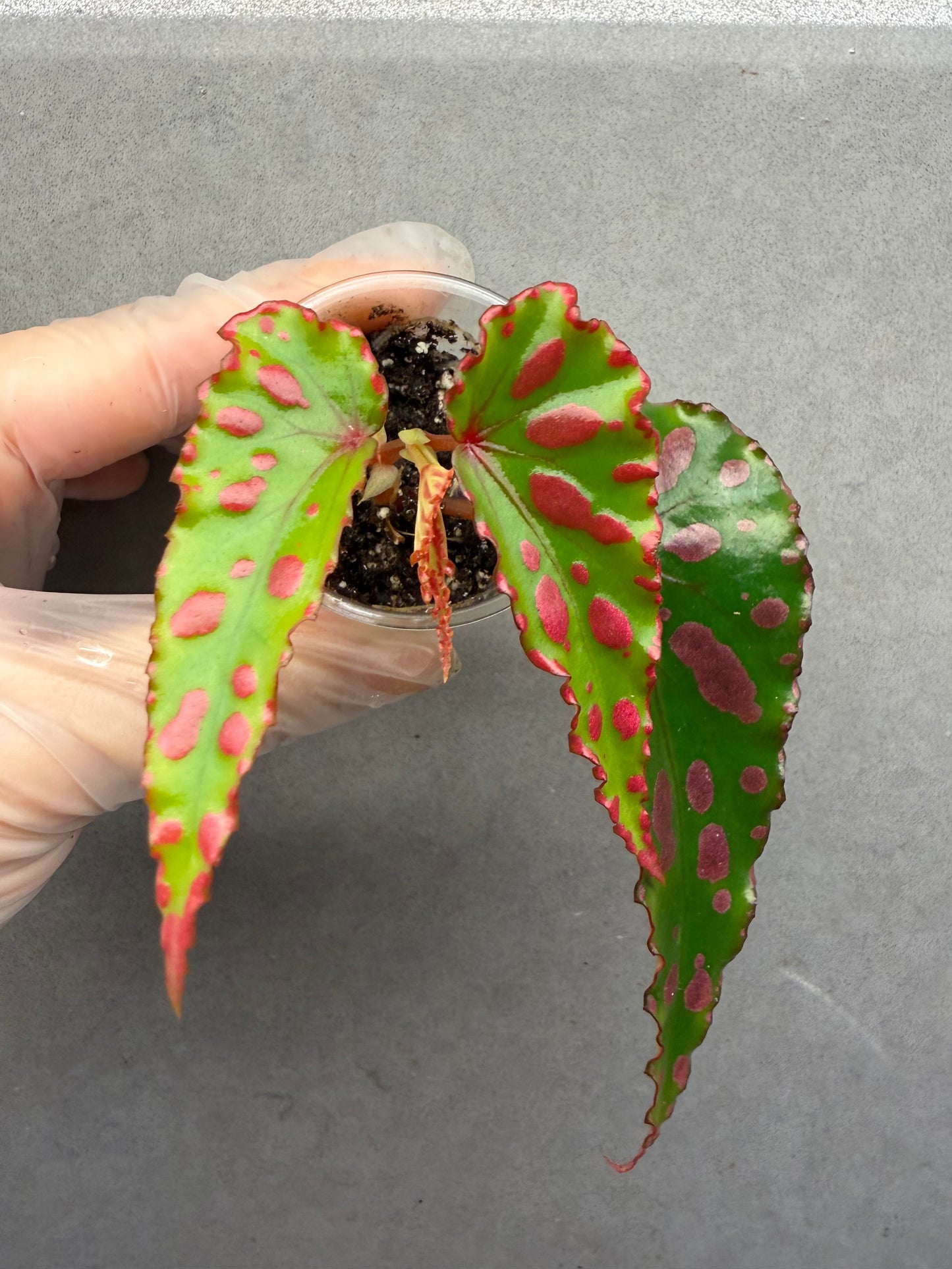 🌿Begonia ‘Pink Lava’