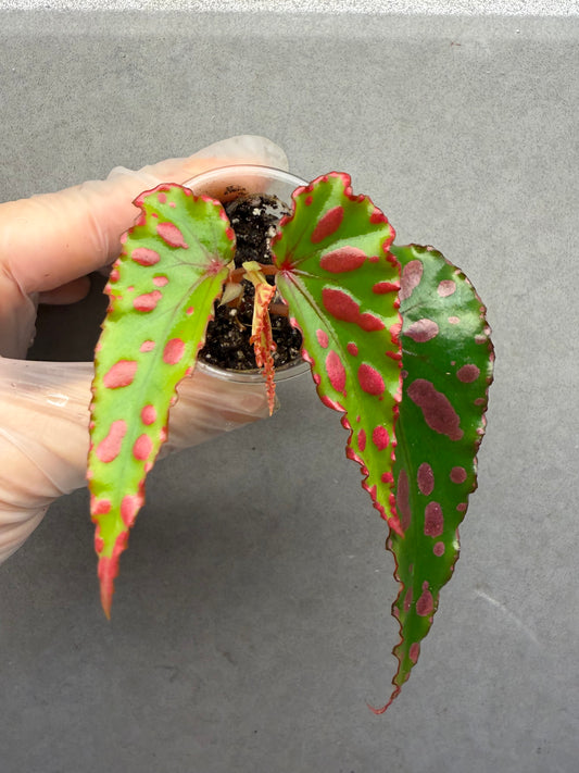 🌿Begonia ‘Pink Lava’