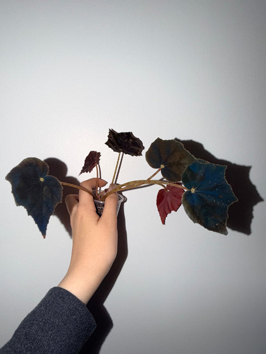 Begonia black velvet