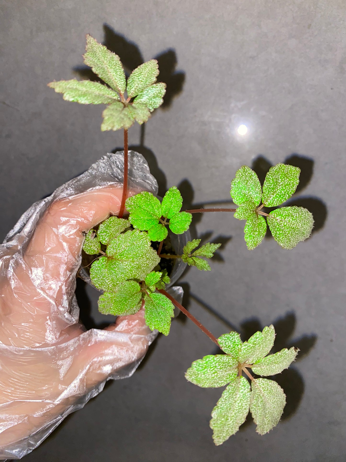 Begonia ‘Star Frost’