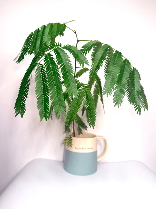 🌿 Cojoba arborea（Medium Size）