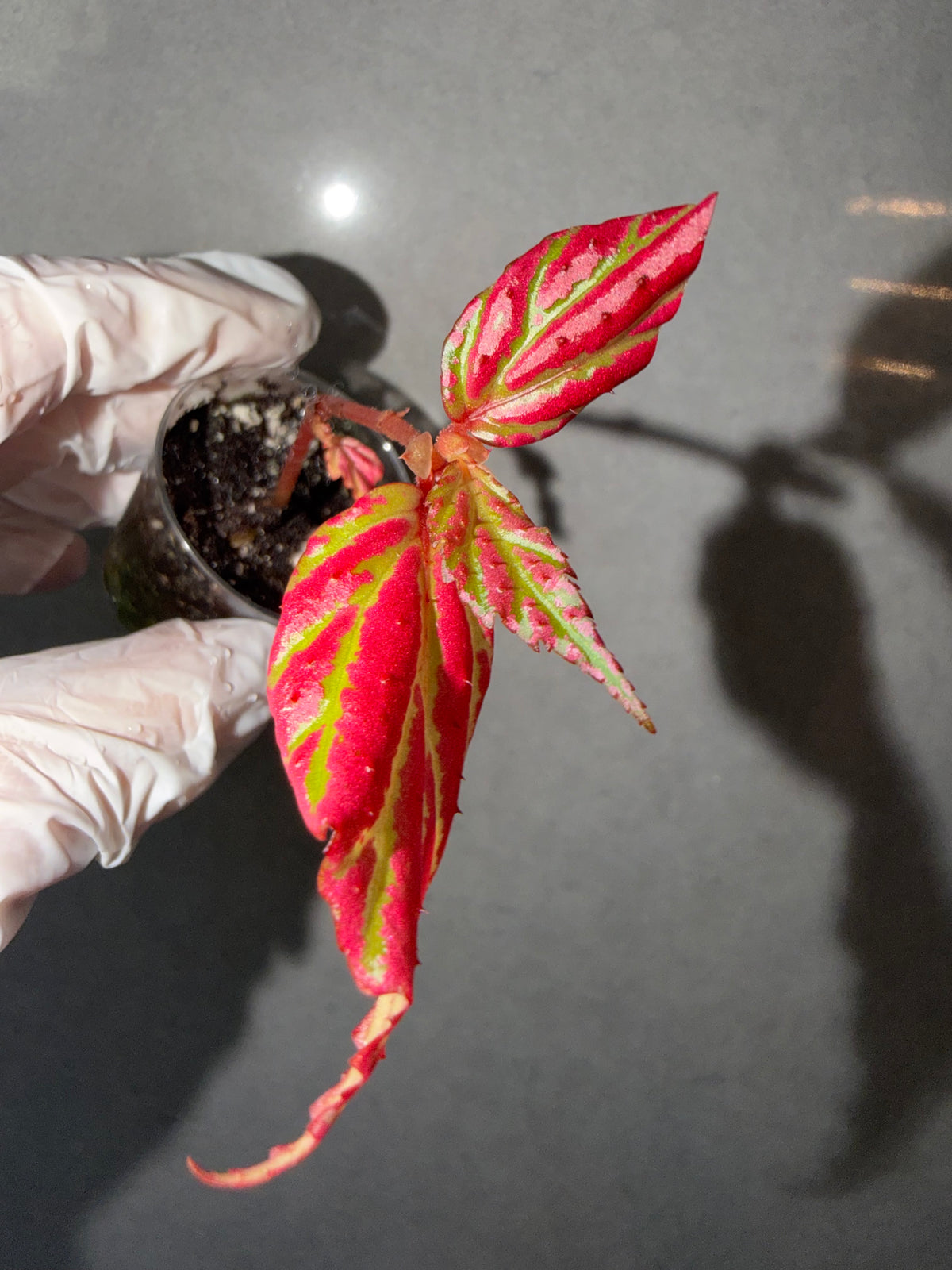 Begonia 4 Combo：sp. Sabah Pink➕ Pink Lava➕ chocolate milk➕Rex