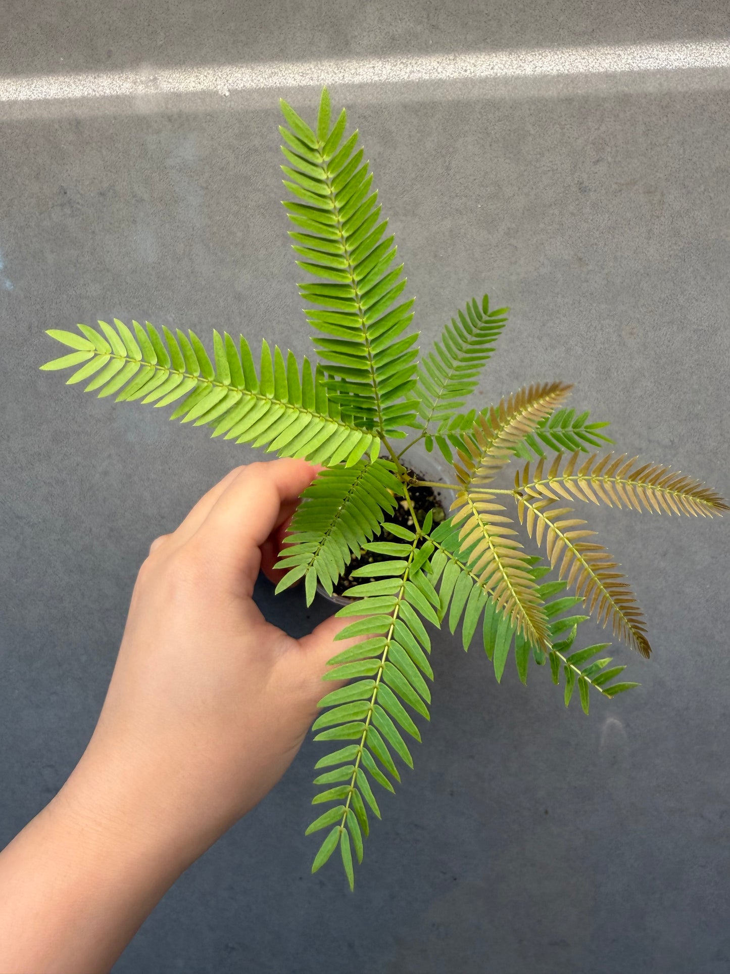 🌿 Cojoba arborea