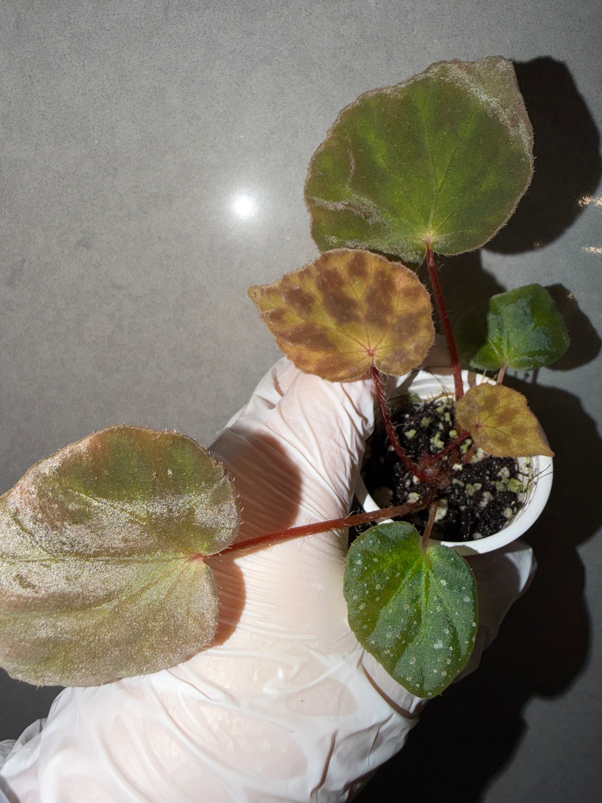 🌿Begonia luzhaiensis