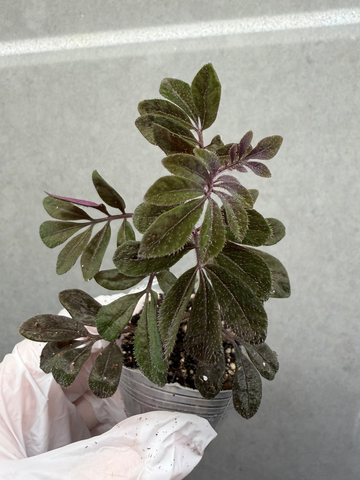 🌿 Solanum uleanum
