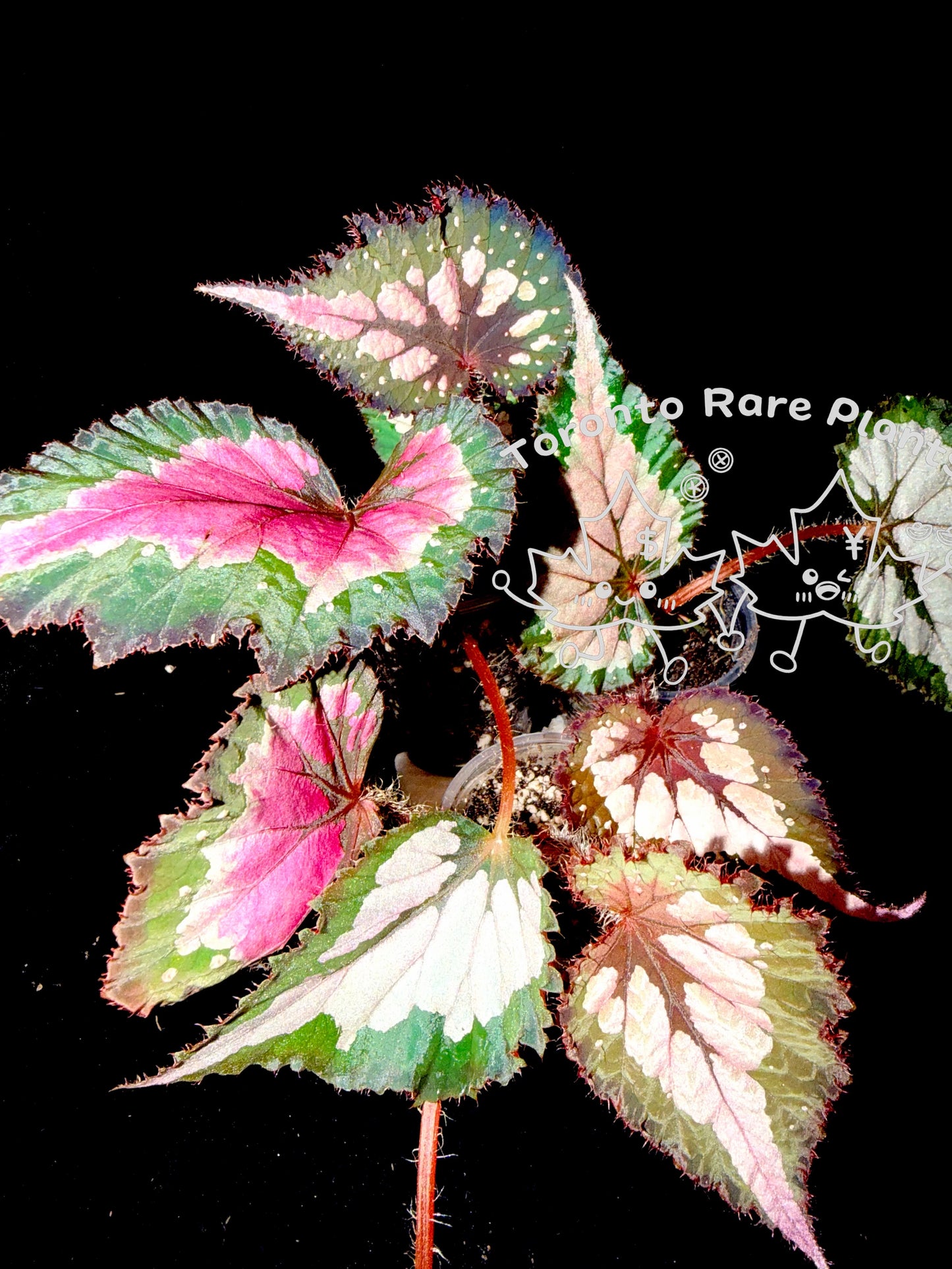 🌿Begonia Rex hybrid ’Blue-Green‘