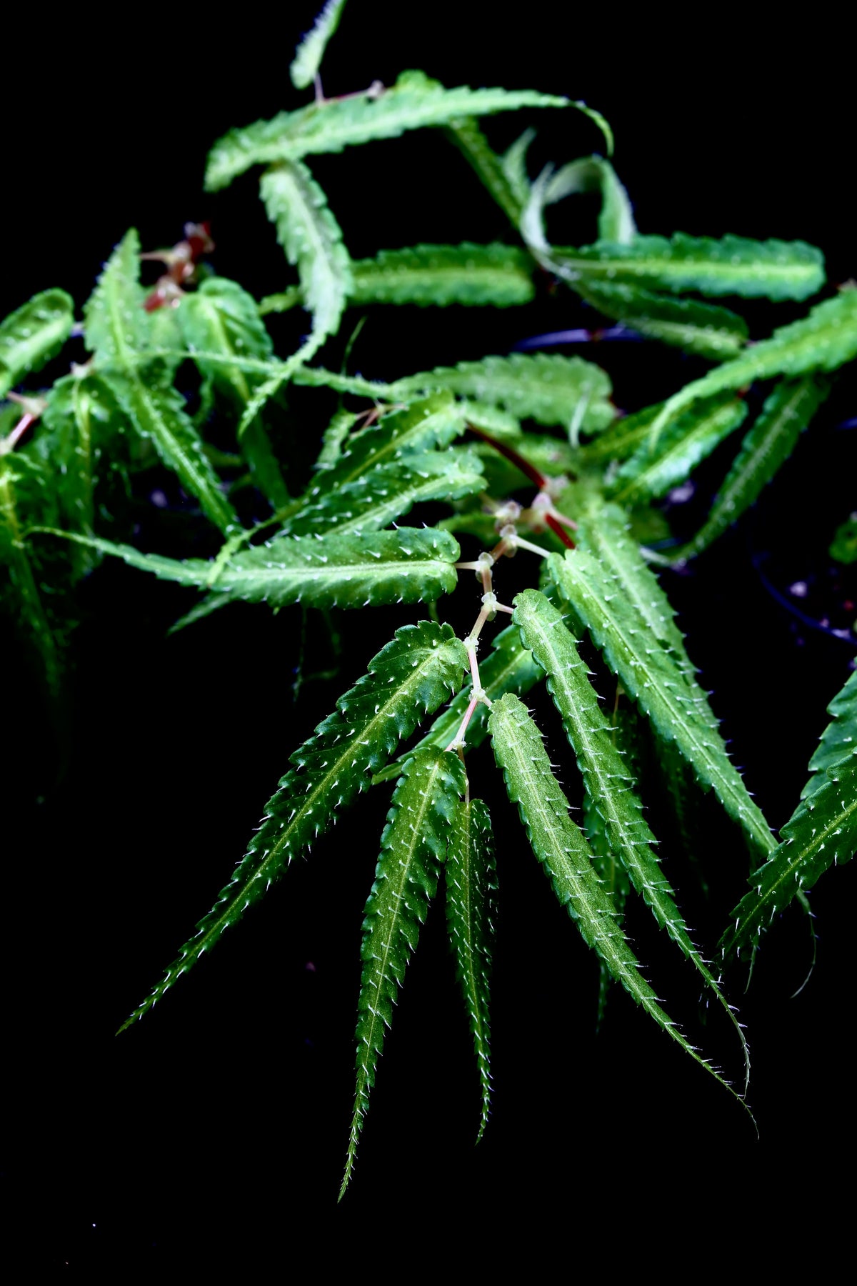 🌿New Begonia pteridiformis