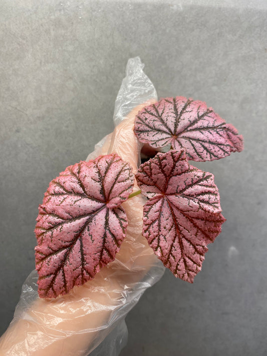 🌿 Begonia 'Tingley Mallet'