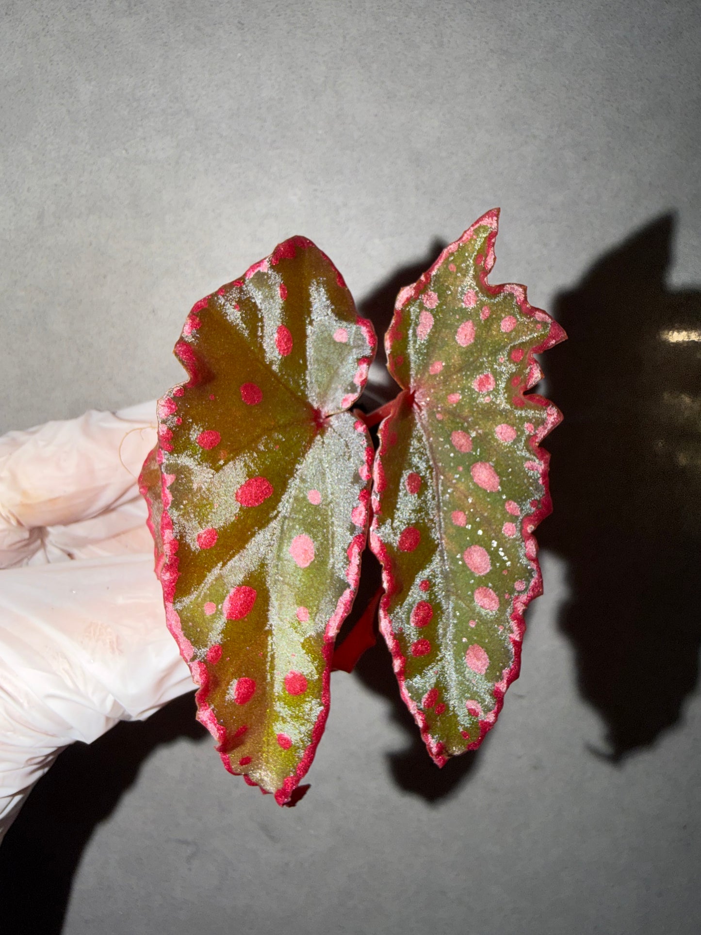 🌿 Begonia Darthvaderiana × Amphioxus