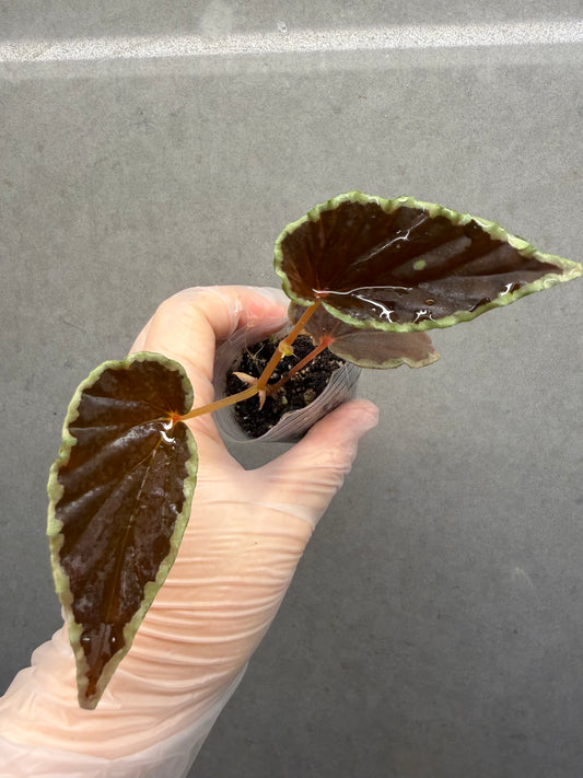🥷Begonia Darthvaderiana（Green Spot）