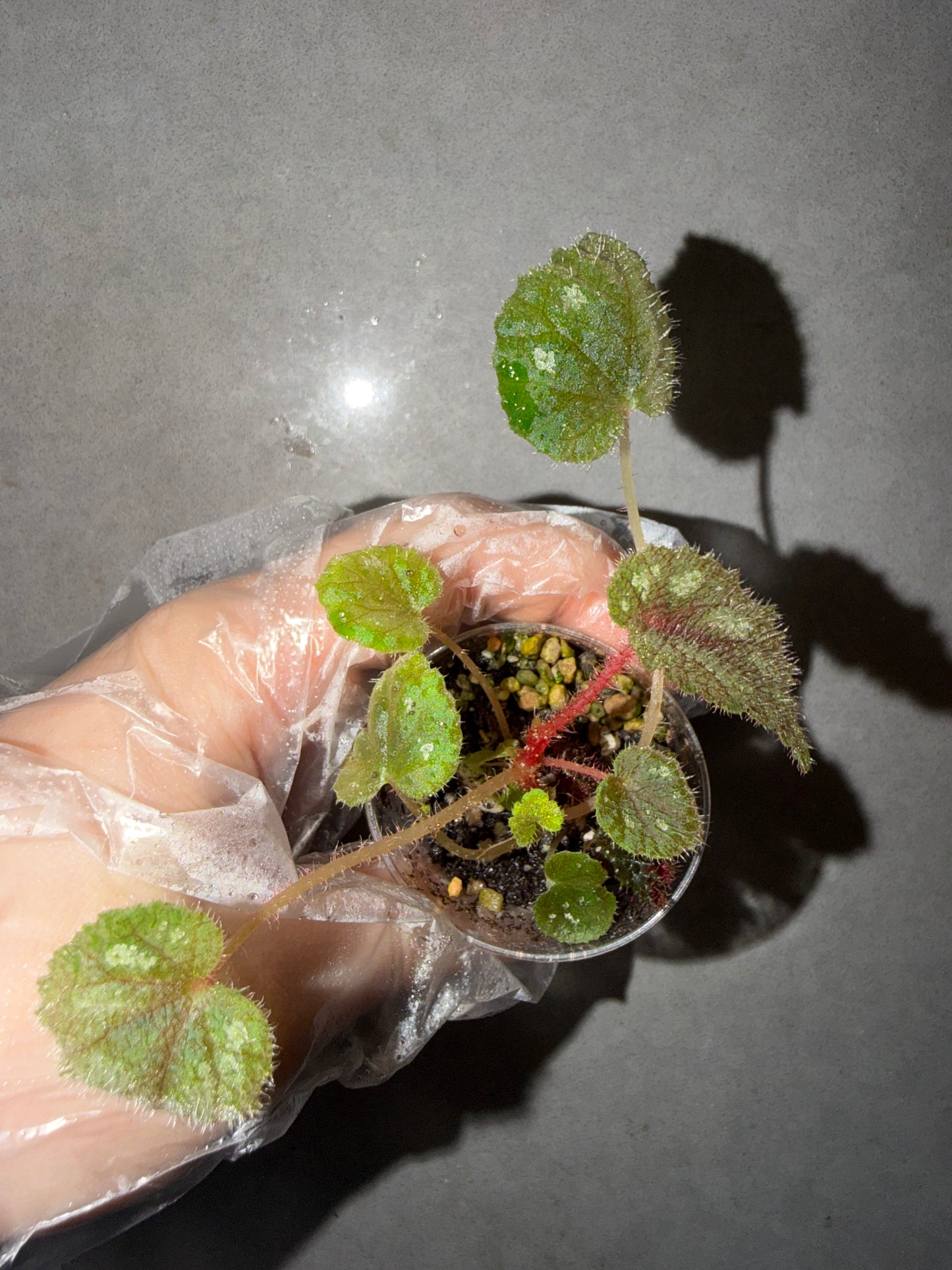 🌿Begonia picturata