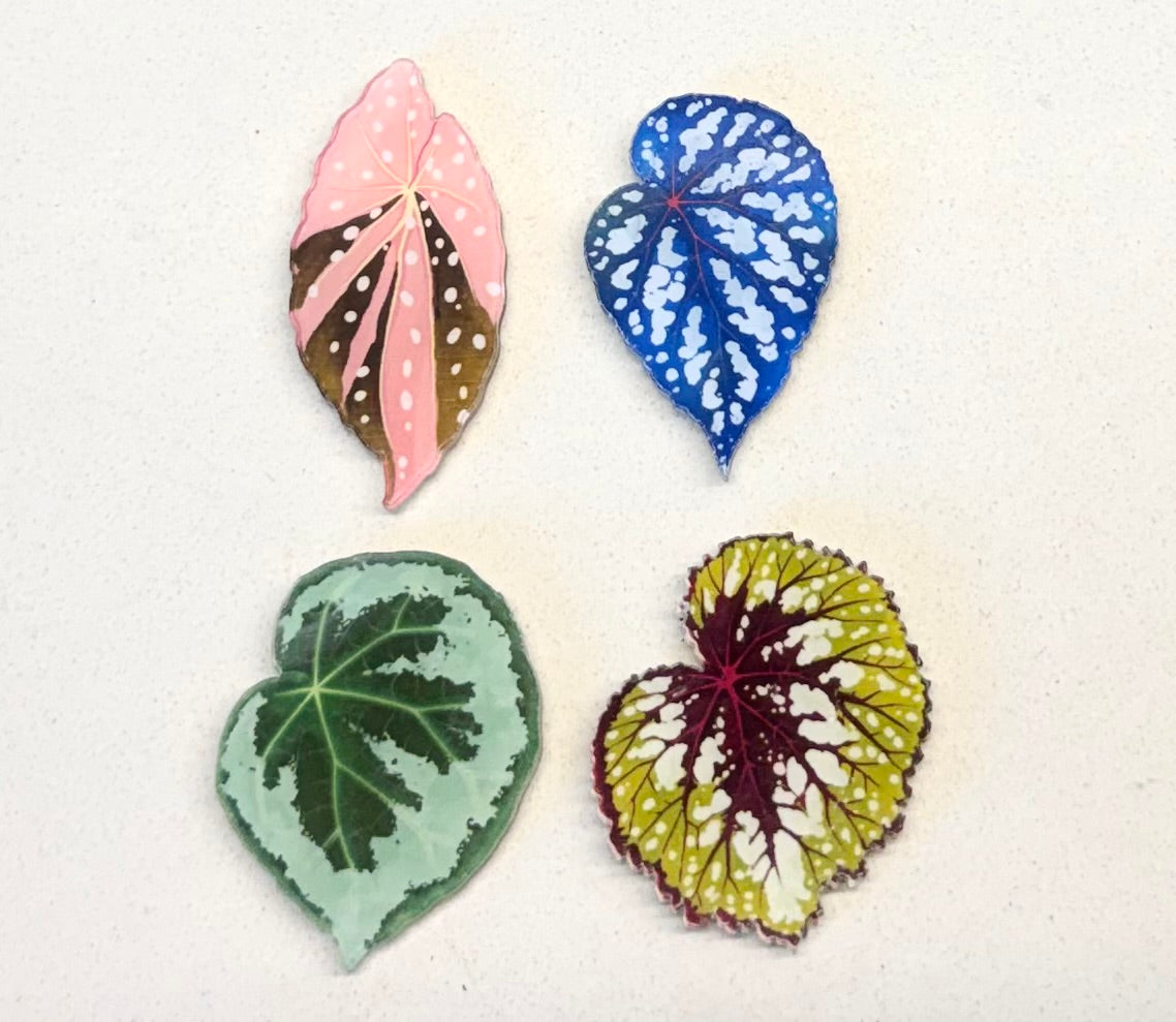 Begonia fridge magnet（Only redeem pls do not buy）sent randomly