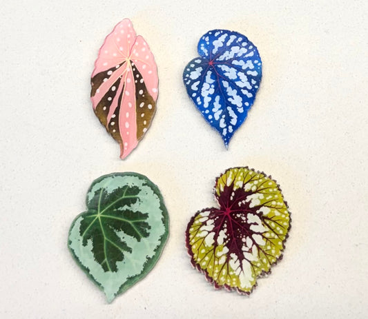Begonia fridge magnet（Only redeem pls do not buy）sent randomly
