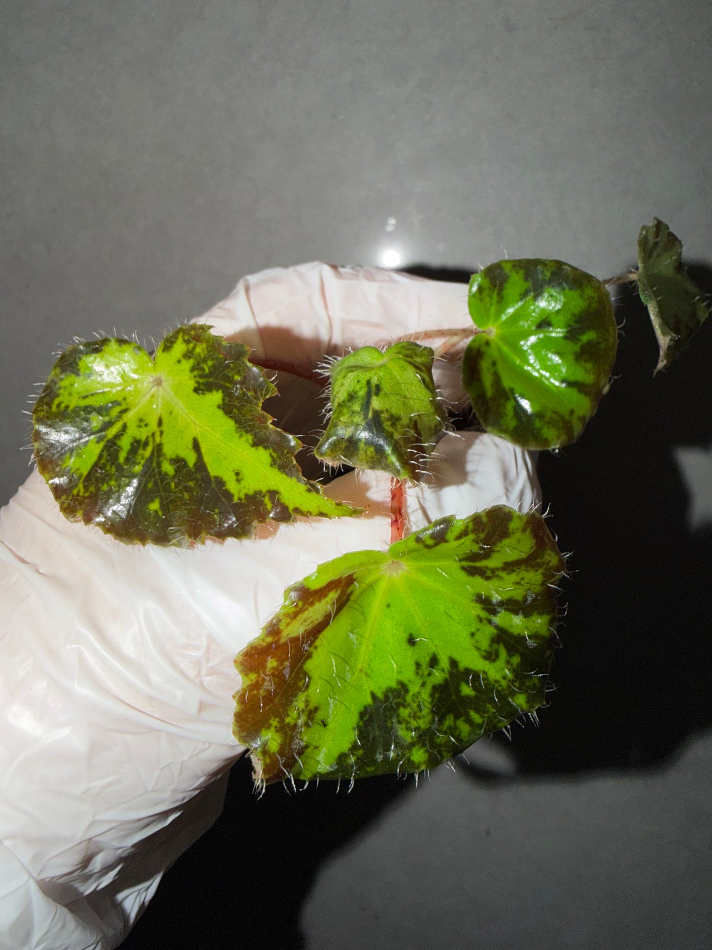 🌿Begonia rhizomatous ’Spotlight‘