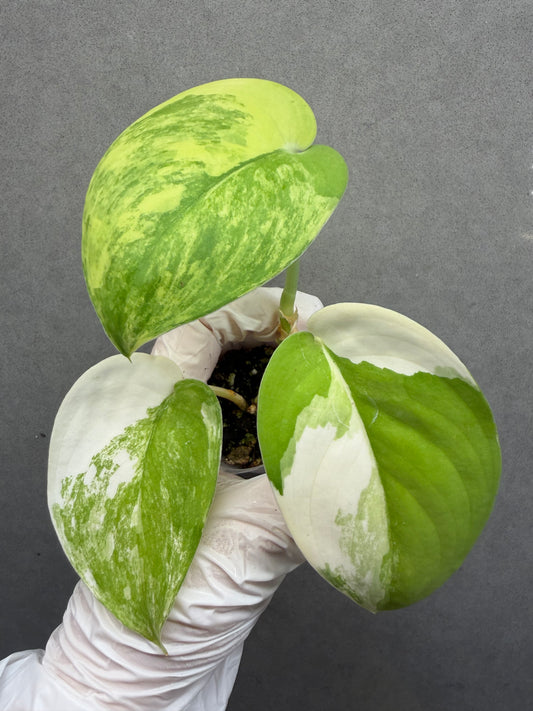 🌿Scindapsus Jade Satin Variegated