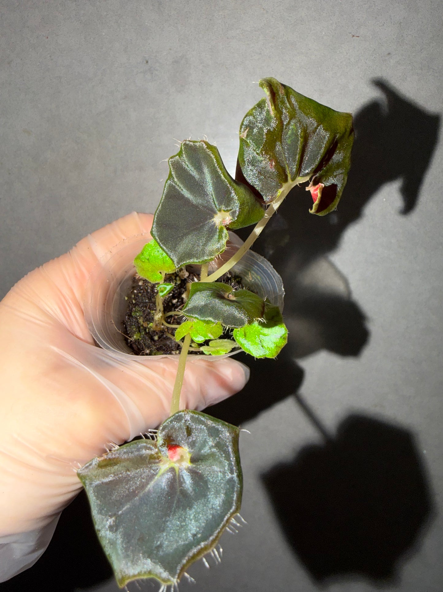 🌿Begonia Black Fang