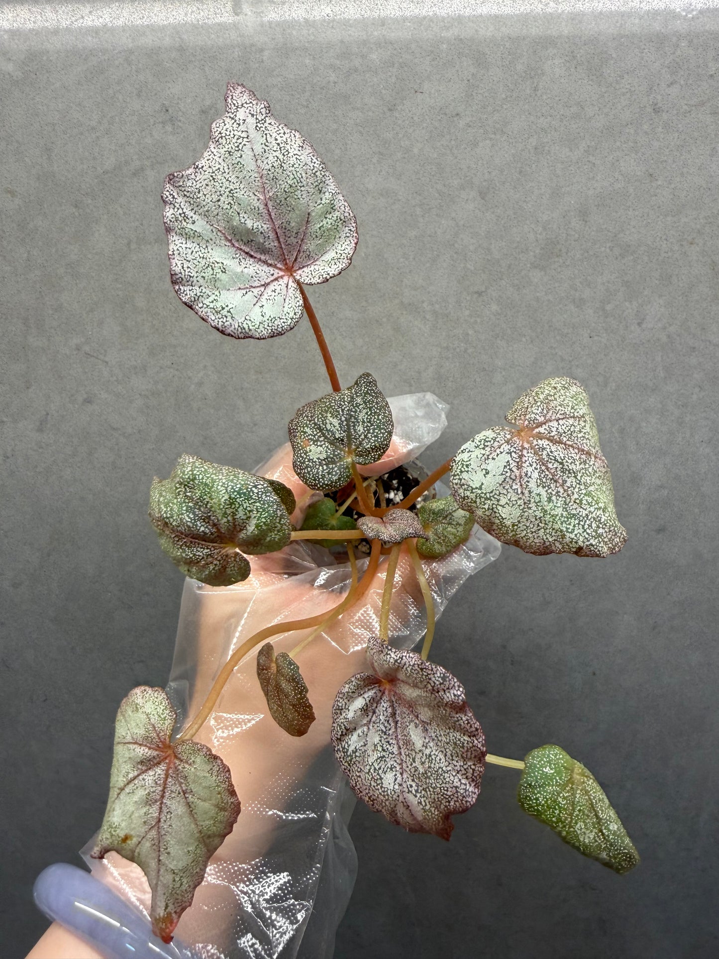 🌿 Begonia 'Margaret'