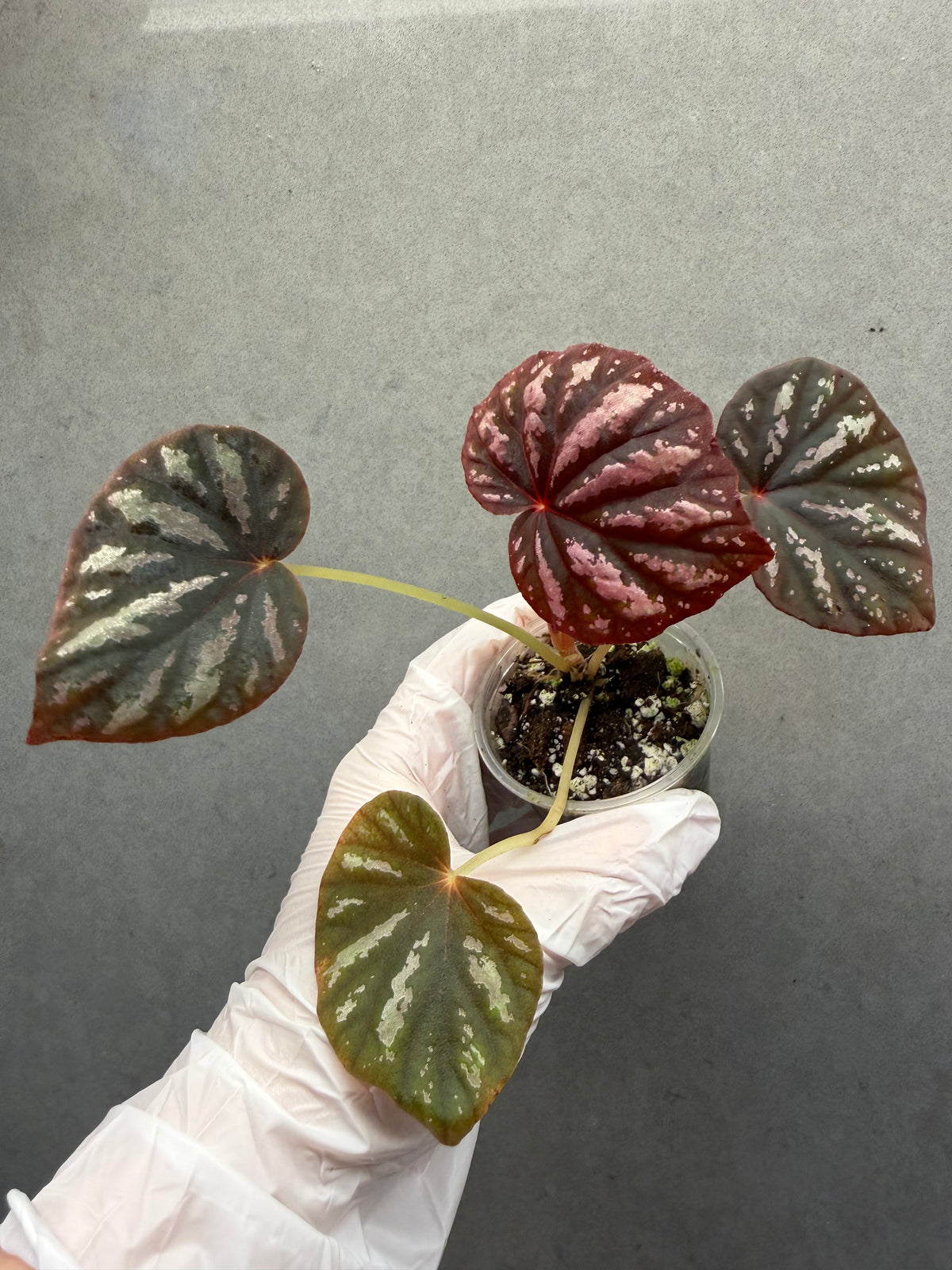 🌿 Begonia 'Candy Stripe'
