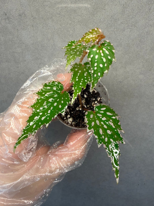 🌿Begonia sp. Aurora
