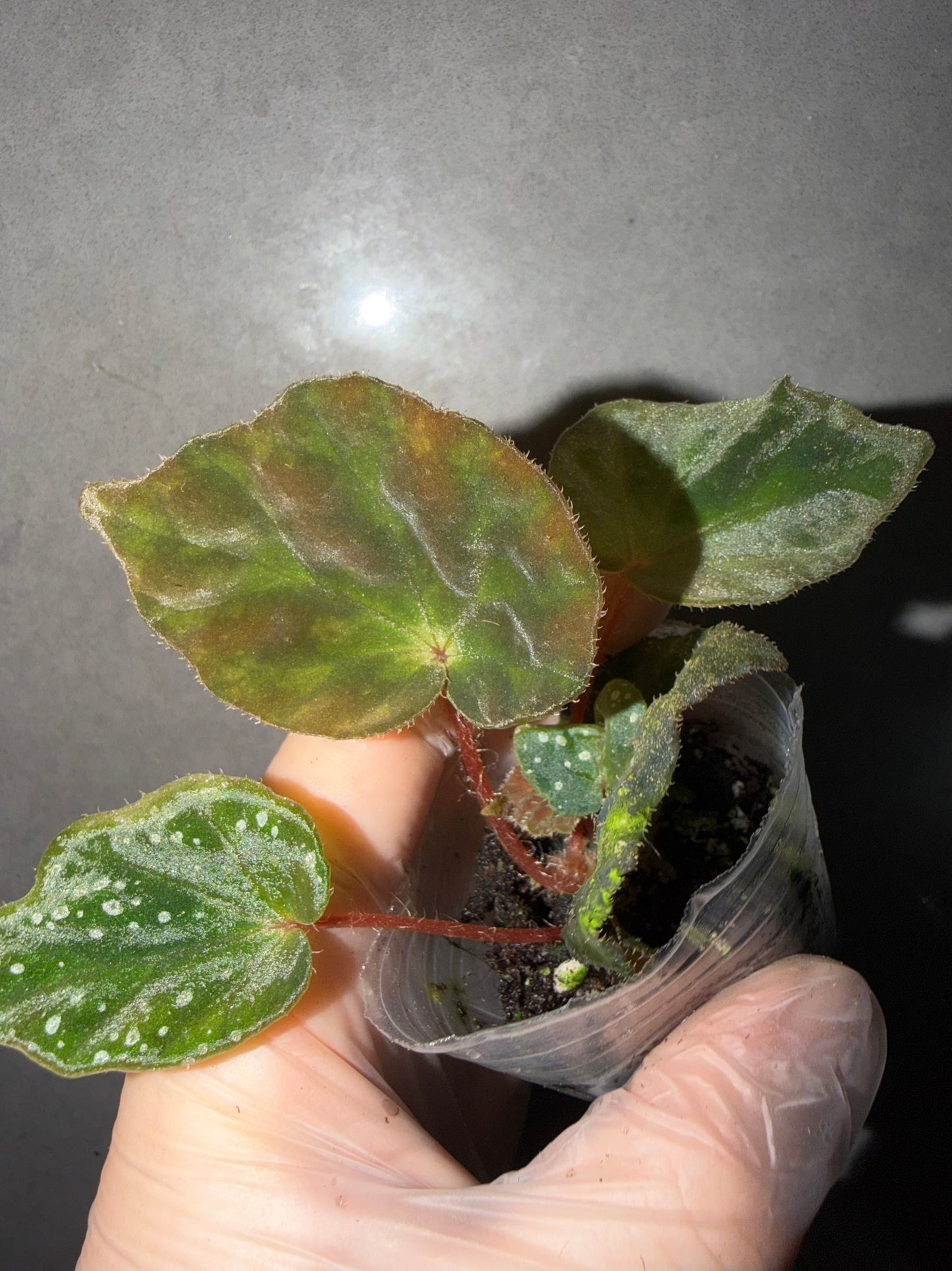 🌿Begonia luzhaiensis