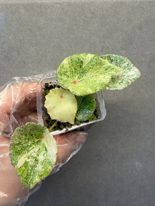 🌿 Begonia 'Rouge' Variegated