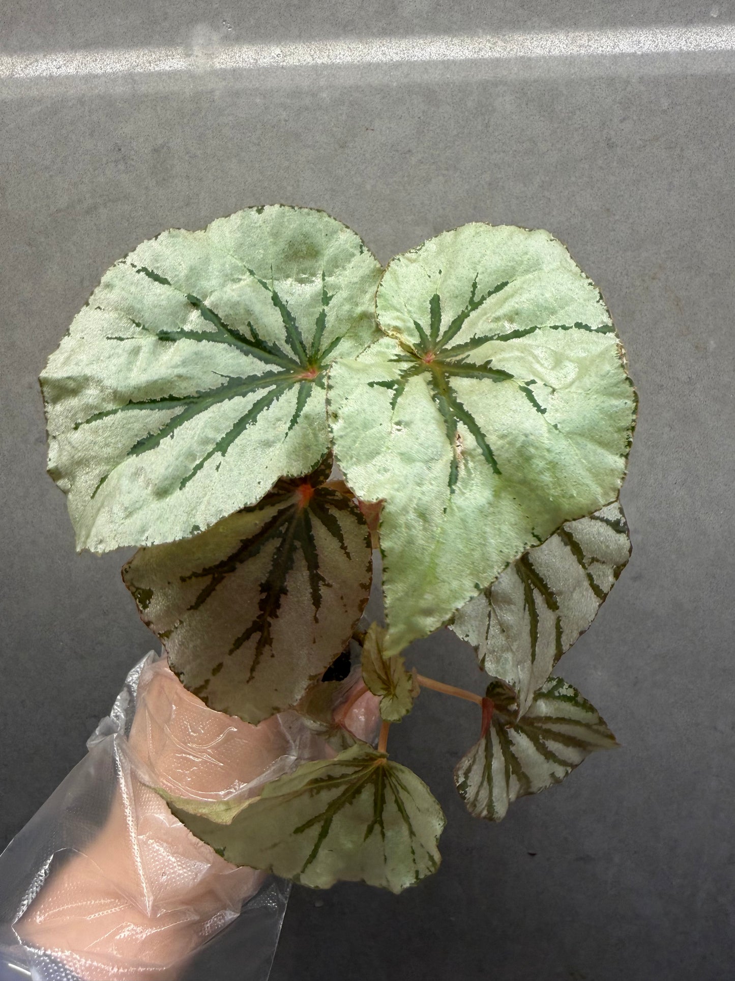 🌿Begonia looking glass（two plants）