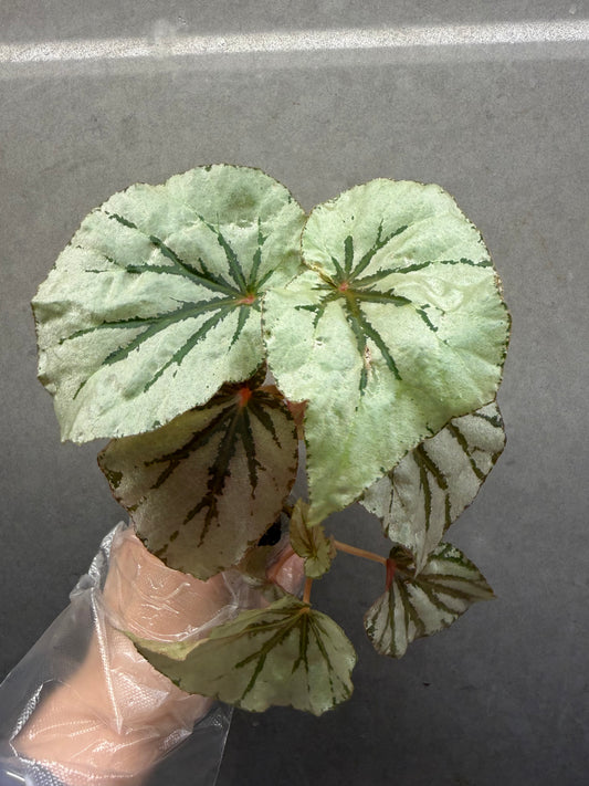 🌿Begonia looking glass（two plants）