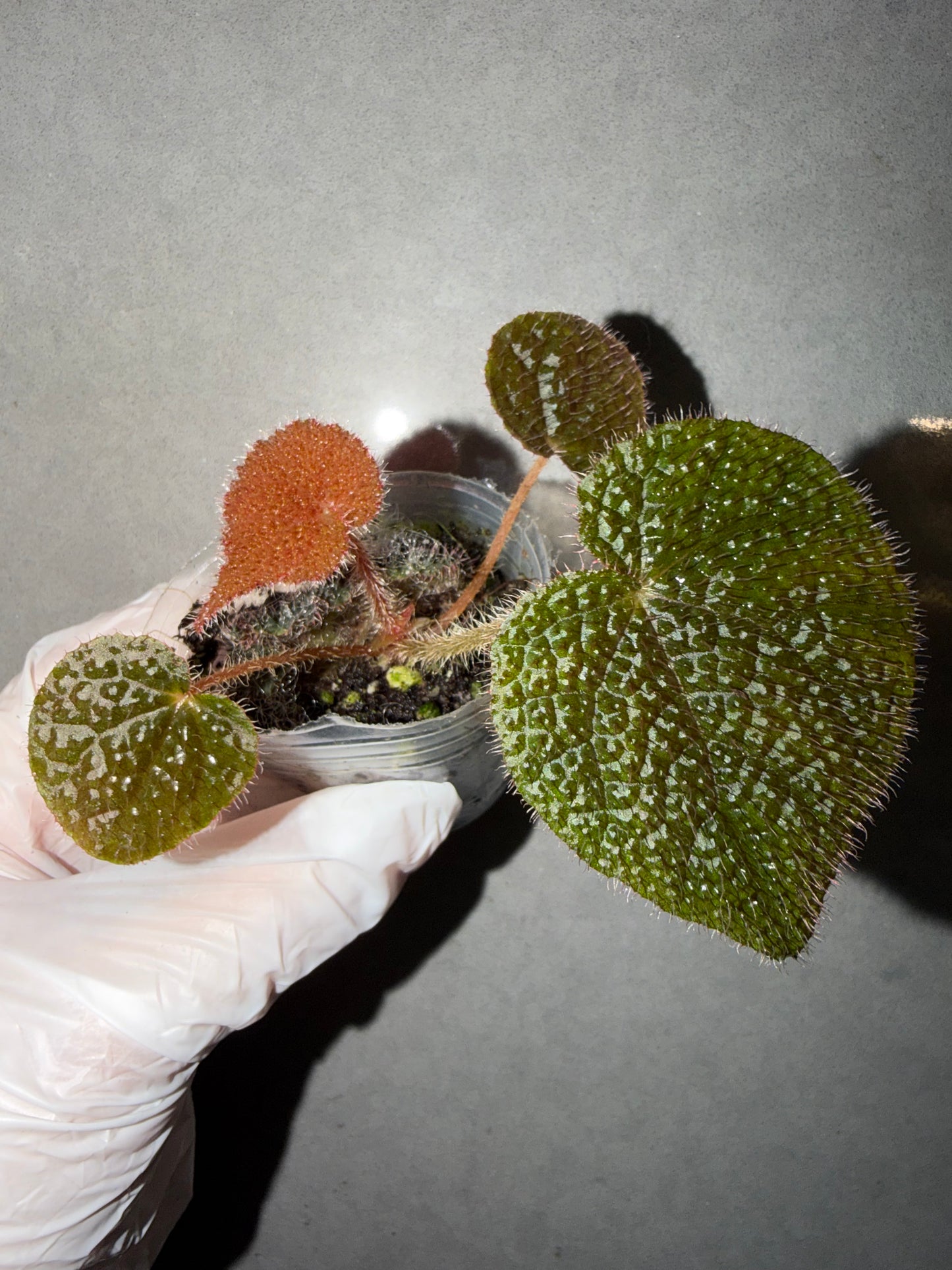 🌿Begonia masoniana ‘River’