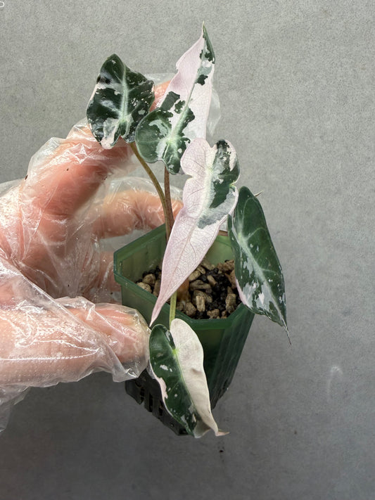 🌸Alocasia Bambino Pink Variegated