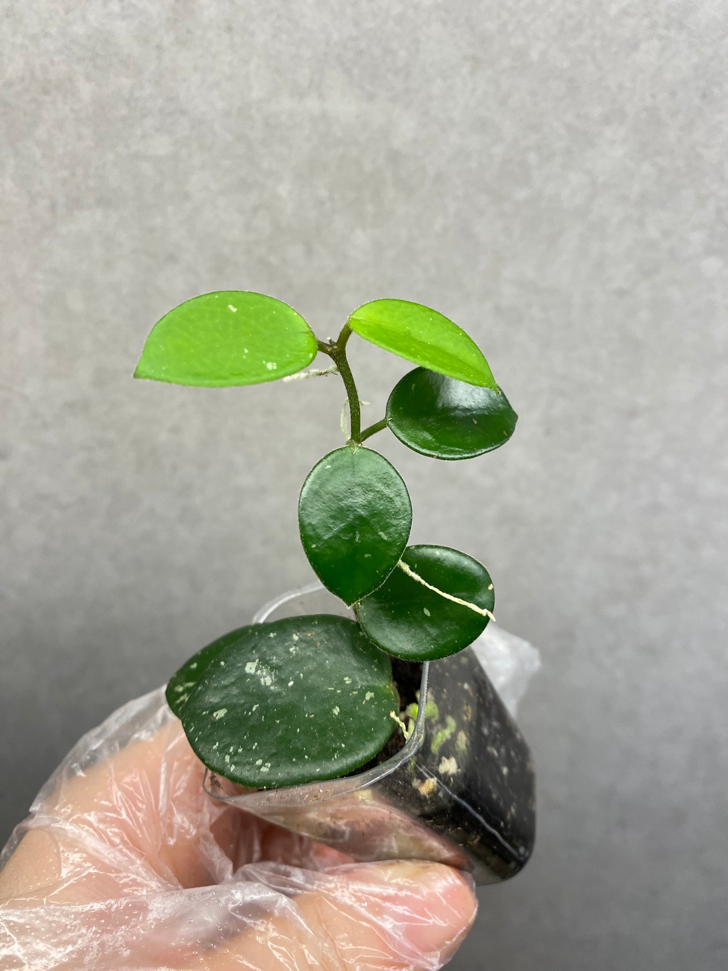 🌿 Hoya Combo (5 types)