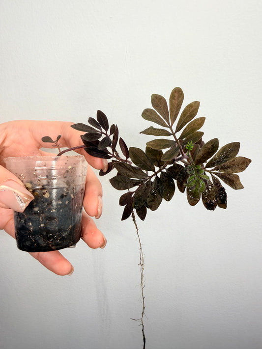 🌿 Solanum uleanum