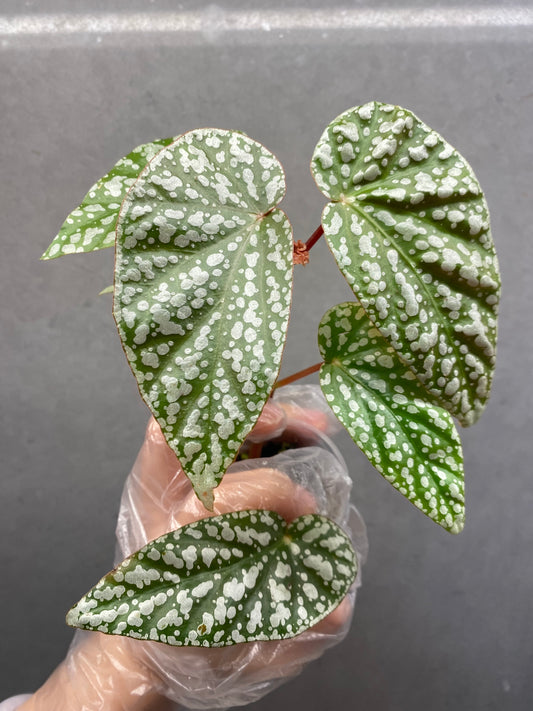 🌿 Begonia 'Snow Cap'