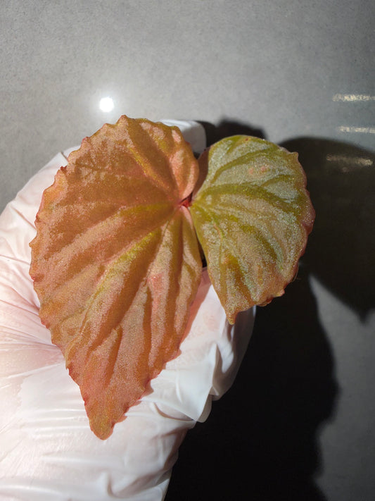 🌿Begonia Black Metallic