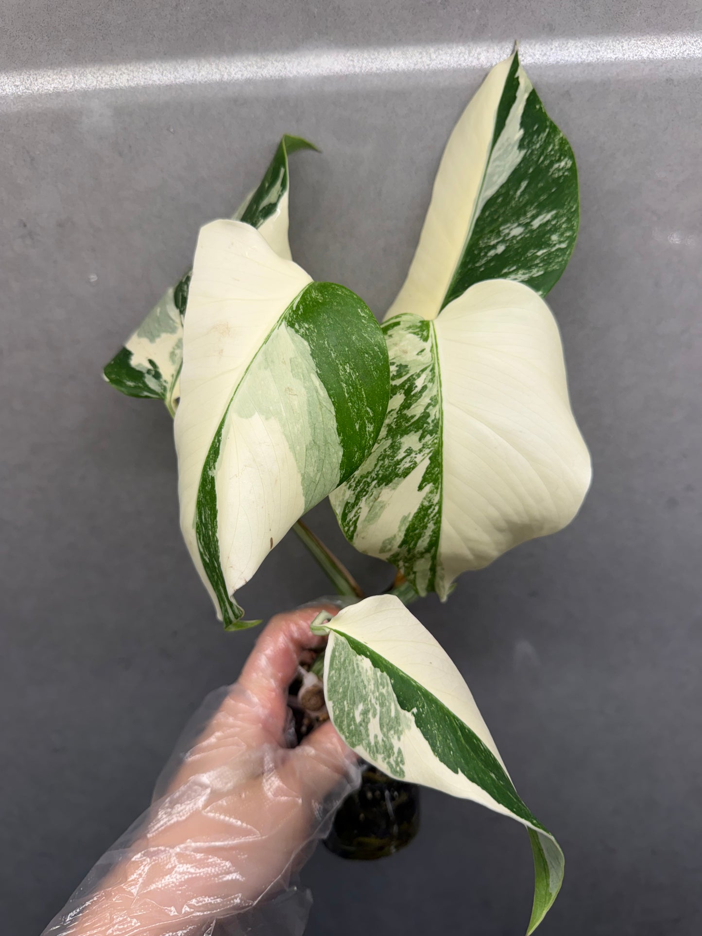 Monstera Albo