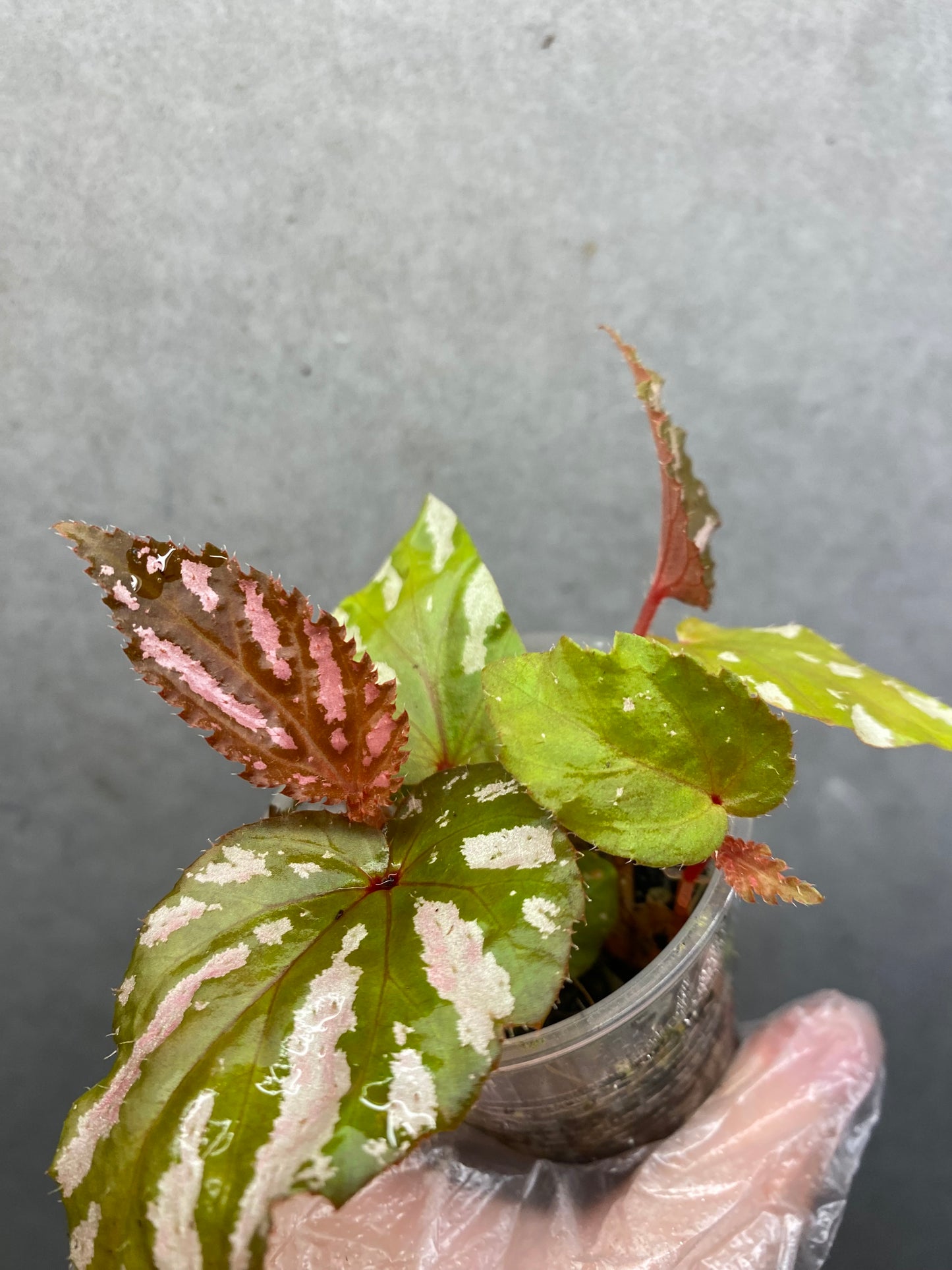 🌿 Begonia brevirimosa