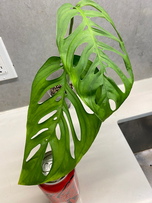 🌿 Monstera Esqueleto