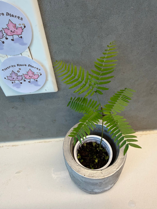 🌿 Cojoba arborea