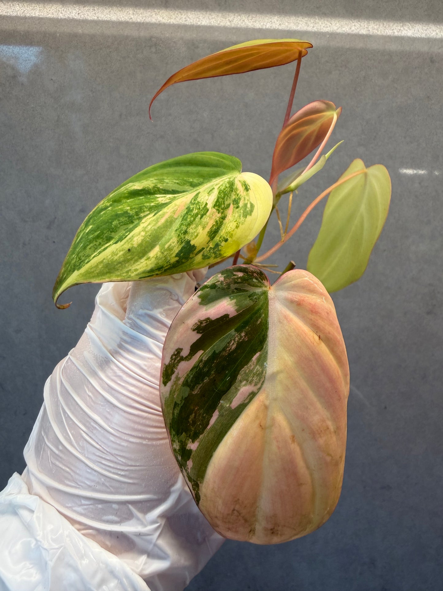 🌿Philodendron Micans  Pink Variegated