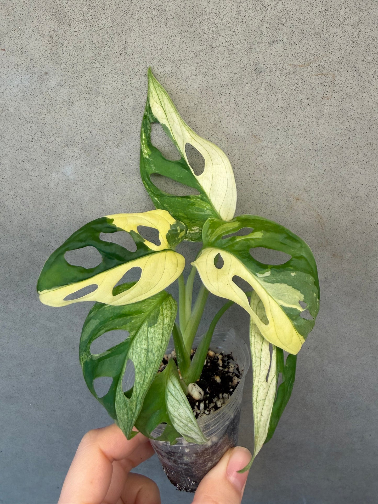 🌟 Monstera adansonii 'Albo Variegated'