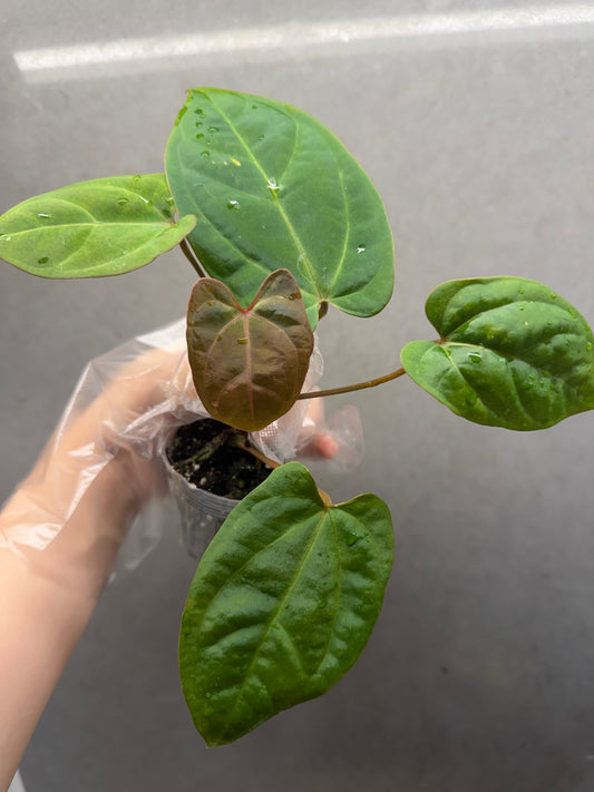 Red Crystallinum * KOS × Bvep Anthurium