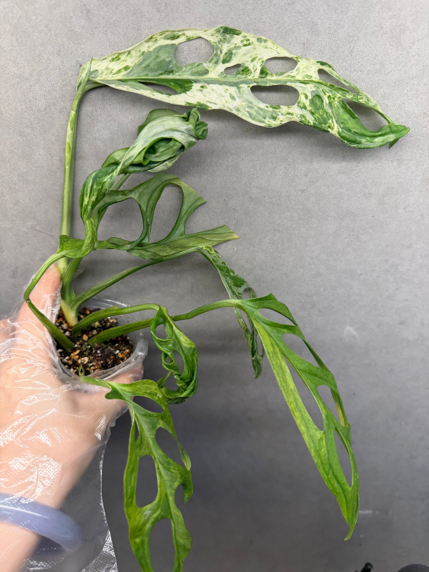 🌿Monstera adansonii Mint variegata