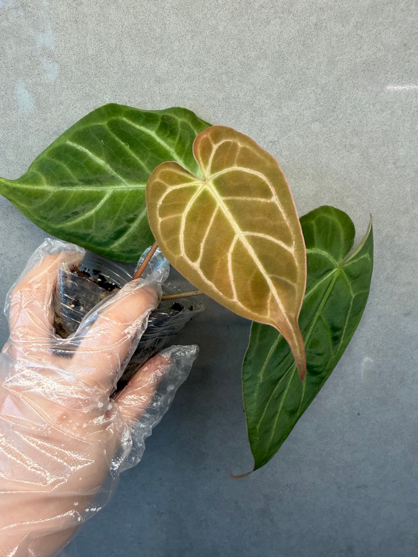 🌿Anthurium Papi*Red Crystallinum