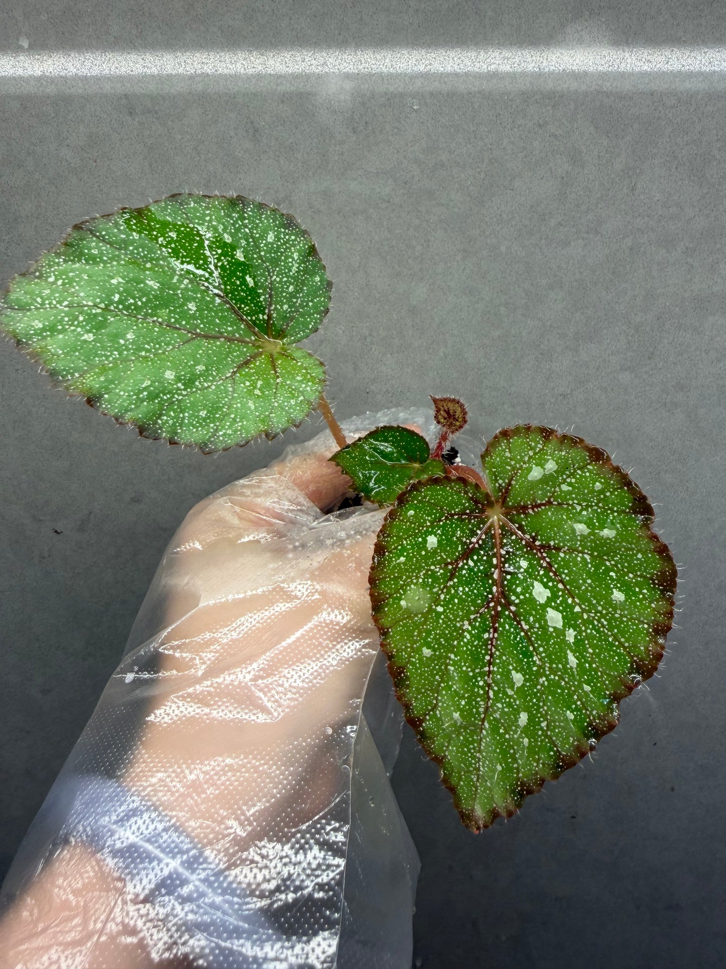 🌿Begonia ’Morning Dew‘