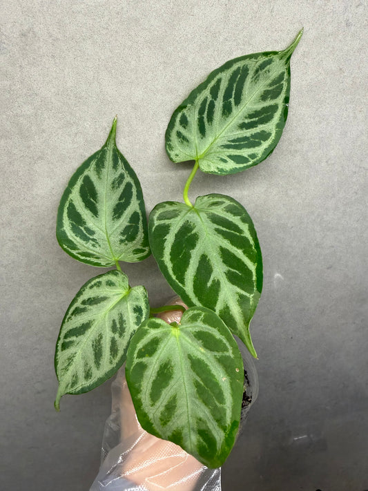 🌿Anthurium ‘Hope’ Crystal