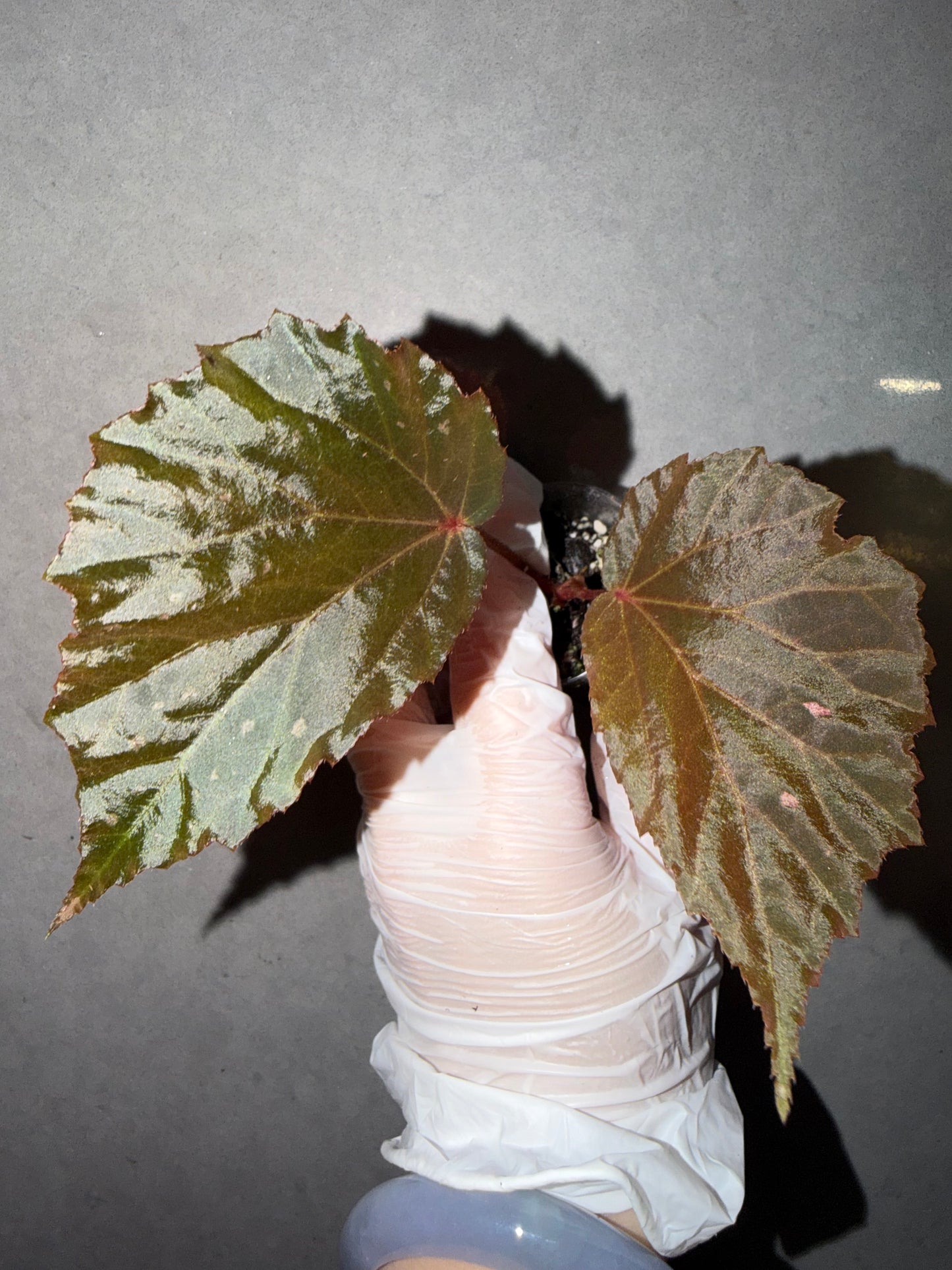 🌿Begonia ’Black Bat‘