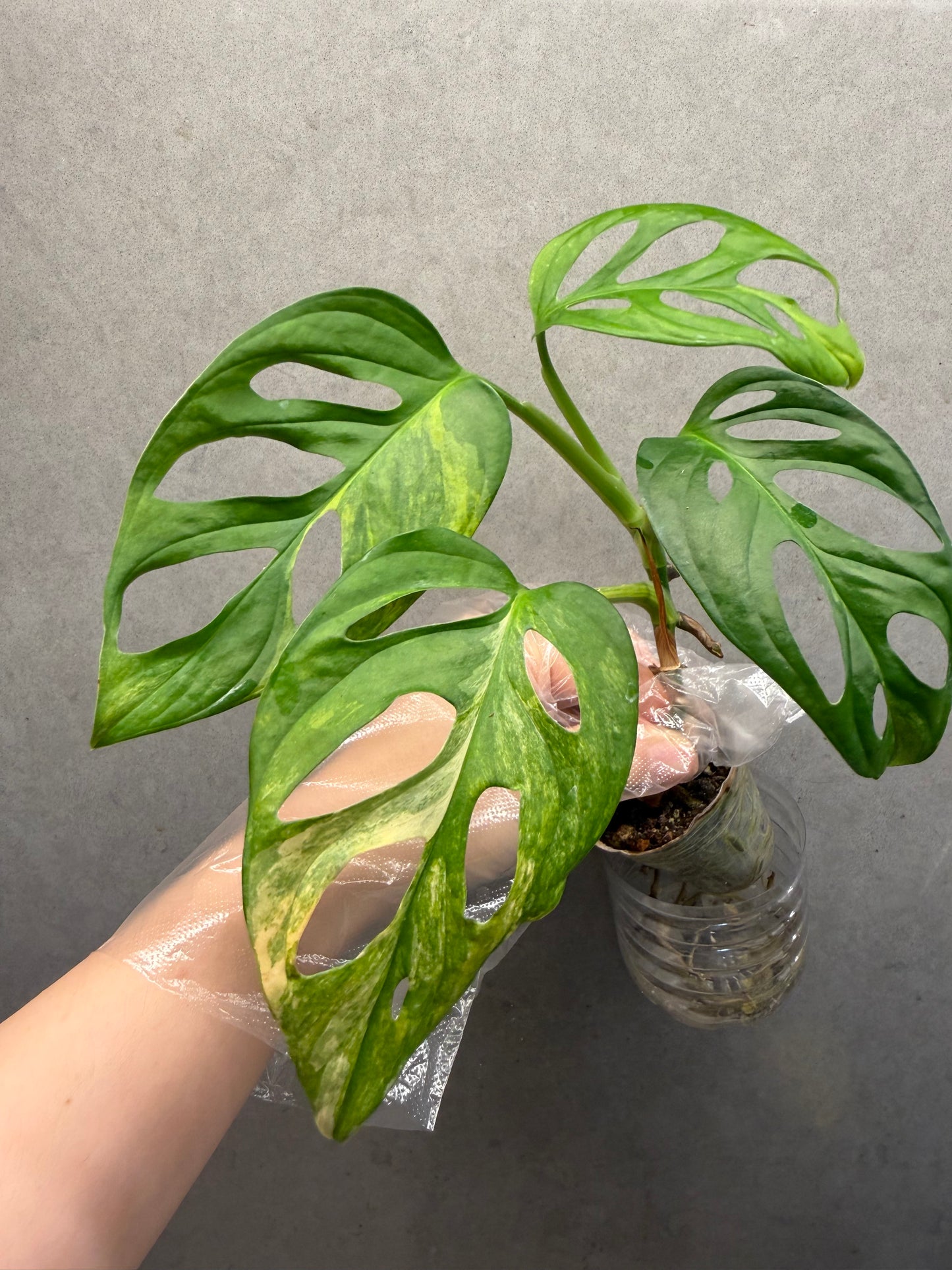 🌿 Monstera adansonii ‘Aurea’