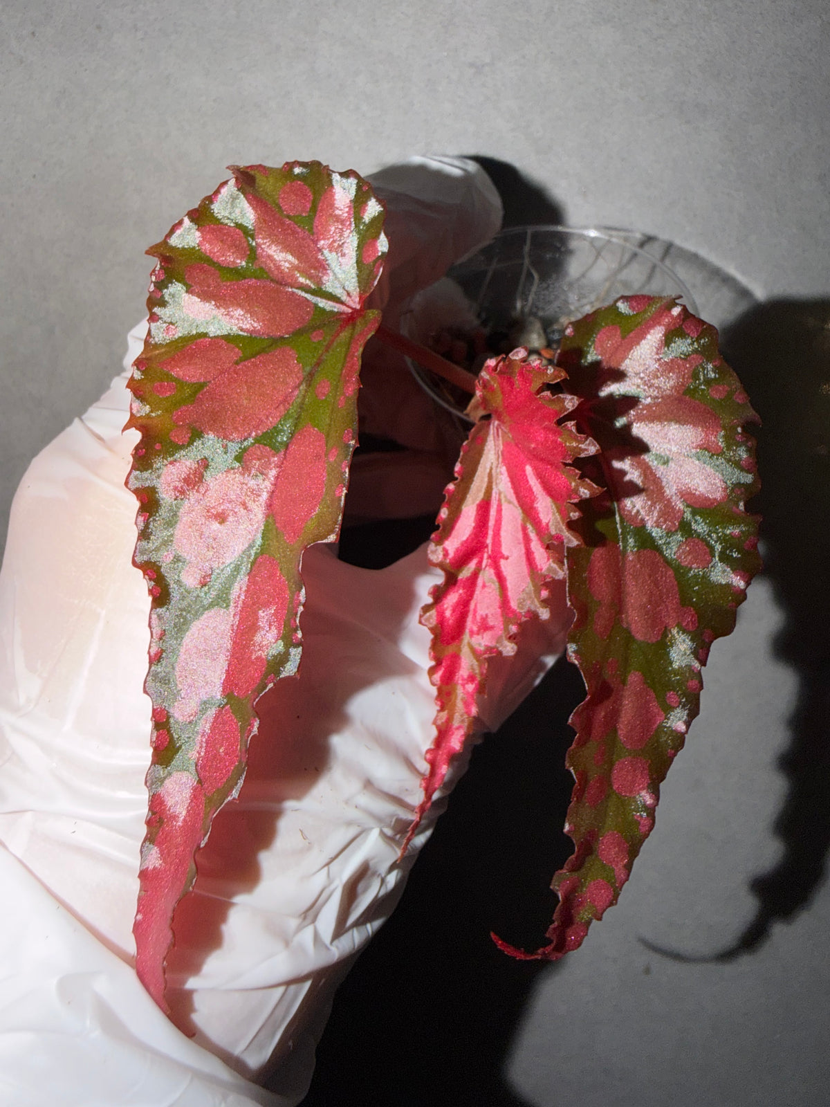 🖤Begonia ‘Lilith’