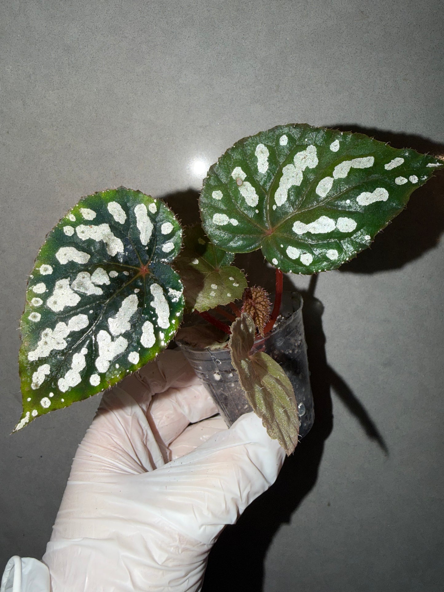 👸Begonia ‘Elizabeth Lahn’