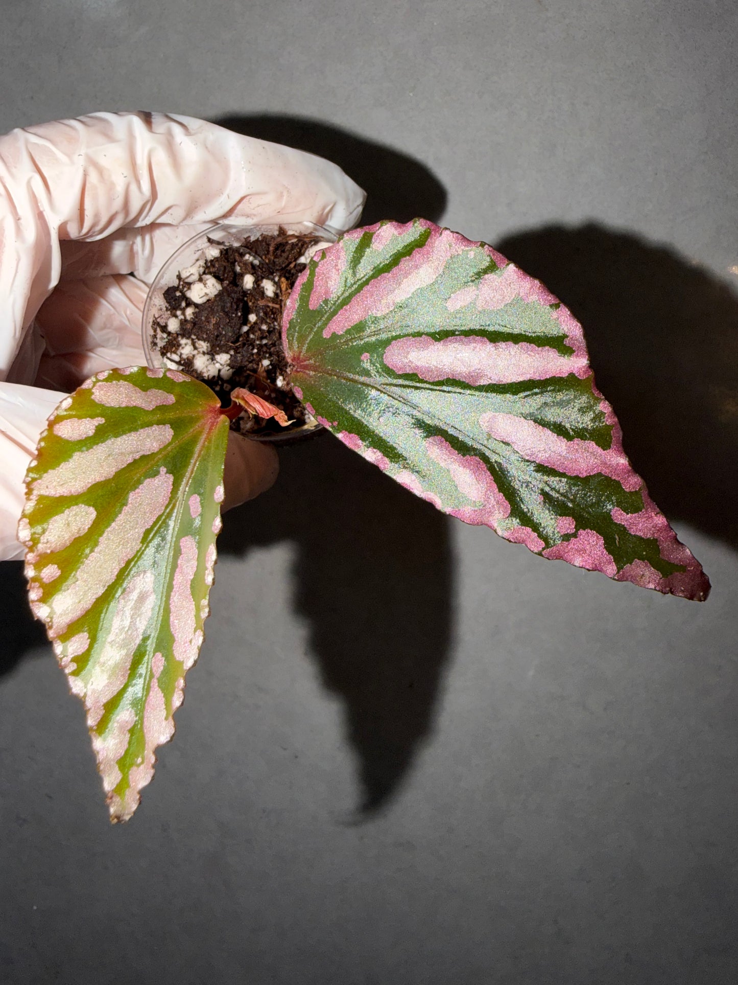 🌿Begonia sp. Julau