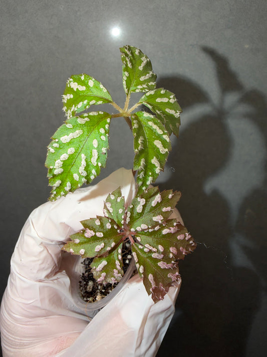 🌿Begonia hemsleyana ‘pink spot’